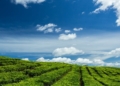 Wisata Kebun Teh di Indonesia Paling Indah