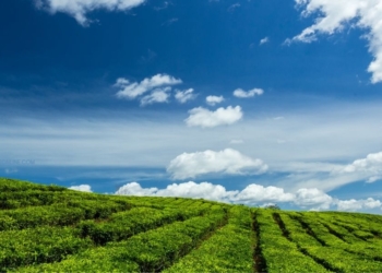 Wisata Kebun Teh di Indonesia Paling Indah