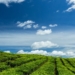 Wisata Kebun Teh di Indonesia Paling Indah