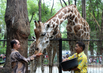 wisata malam di kebun binatang ragunan