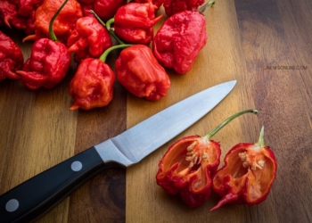 Cabe Terpedas di Dunia sampai Jutaan SHU