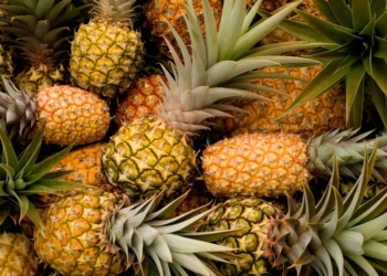 Oleh-Oleh Khas Subang yang Enak Jadi Buah Tangan