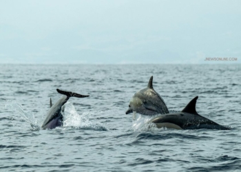 Pulau Lumba-Lumba NTT: Destinasi Wisata Bahari
