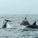 Pulau Lumba-Lumba NTT: Destinasi Wisata Bahari