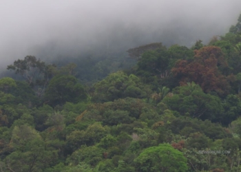 Hutan Hujan Borneo, Salah Satu Hutan Tropis Terkaya di Dunia