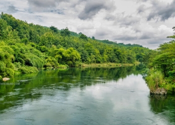 Hutan Lindung Sungai Wain, Kawasan Konservasi yang Menyimpan Banyak Keindahan
