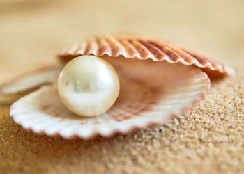 Oleh-Oleh Khas Ambon yang Tidak Boleh Dilewatkan