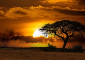 Safari Serengeti dan Fenomena Migrasi Satwa yang Ikonik