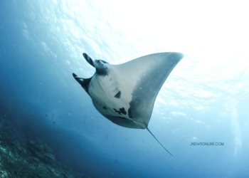 Spot Diving Nusa Penida Paling Populer