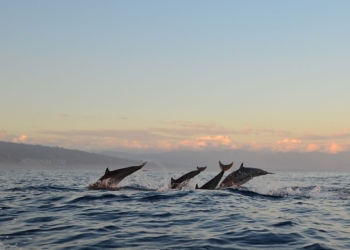 Tempat Wisata di Denpasar yang Populer