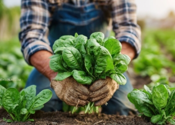 Ide Usaha yang Berhubungan dengan Pertanian