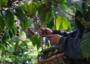 Rekomendasi Oleh-Oleh Khas Kudus Selain Jenang