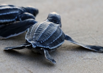 Penyu Belimbing: Mengenal Penyu Terbesar di Dunia dan Kehidupannya