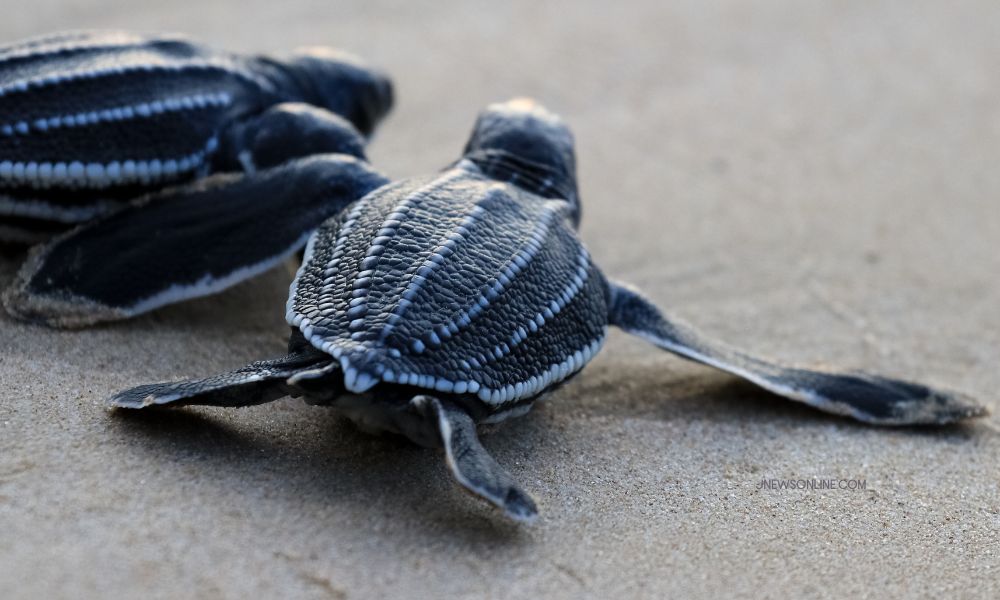 Penyu Belimbing: Mengenal Penyu Terbesar di Dunia dan Kehidupannya