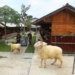 prabhu farm