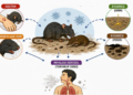 kemenkes waspadai potensi penyebaran virus hanta