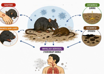 kemenkes waspadai potensi penyebaran virus hanta