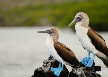 Kepulauan Galapagos, Habitat Satwa Langka yang Mendunia