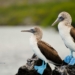 Kepulauan Galapagos, Habitat Satwa Langka yang Mendunia