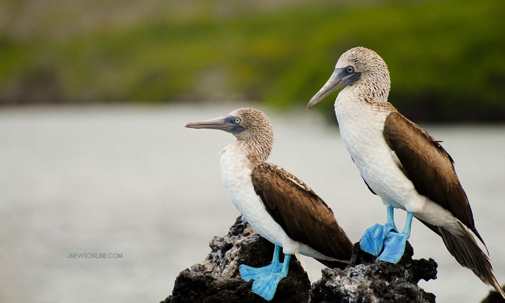 Kepulauan Galapagos, Habitat Satwa Langka yang Mendunia