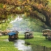 Kerala Backwaters: Destinasi Eksotis India dengan Jaringan Sungai dan Laguna