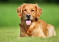 10 Ras Anjing Paling Populer untuk Dipelihara, Lengkap dengan Karakteristiknya
