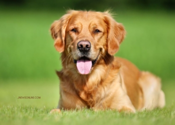 10 Ras Anjing Paling Populer untuk Dipelihara, Lengkap dengan Karakteristiknya