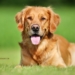 10 Ras Anjing Paling Populer untuk Dipelihara, Lengkap dengan Karakteristiknya