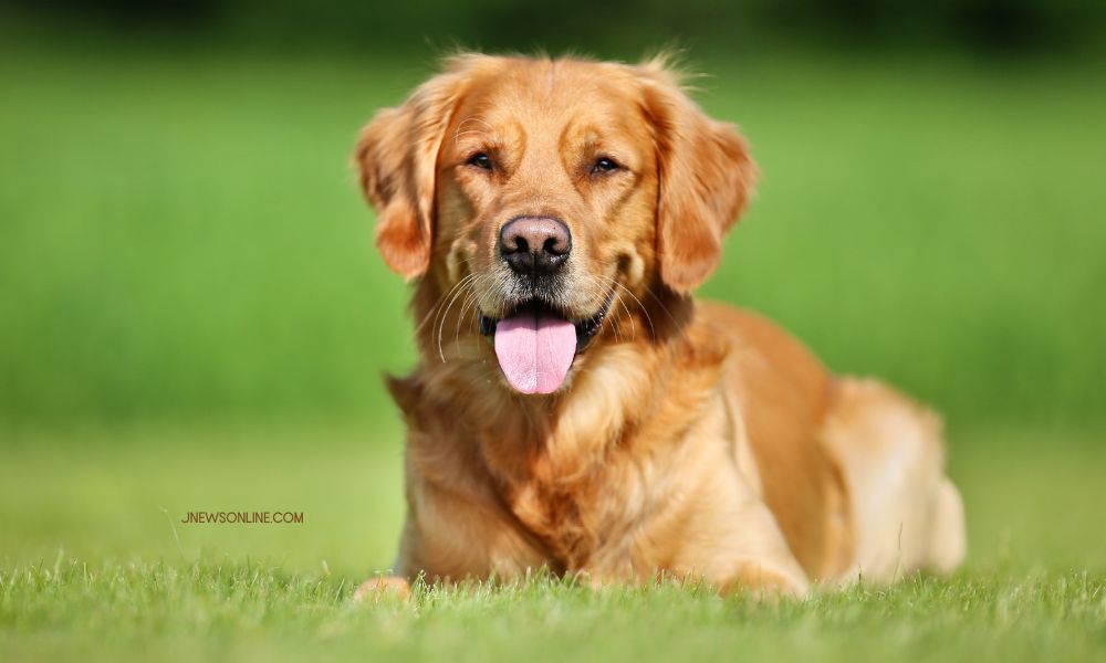 10 Ras Anjing Paling Populer untuk Dipelihara, Lengkap dengan Karakteristiknya