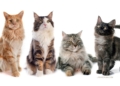 Ras Kucing yang Paling Banyak Dipelihara, dari Persian hingga Maine Coon