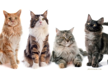 Ras Kucing yang Paling Banyak Dipelihara, dari Persian hingga Maine Coon