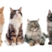 Ras Kucing yang Paling Banyak Dipelihara, dari Persian hingga Maine Coon