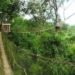 Bukit Bangkirai: Pesona Hutan Tropis Kalimantan yang Masih Asri