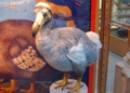Burung Dodo: Kisah Tragis Burung yang Punah dari Pulau Mauritius