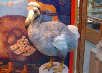 Burung Dodo: Kisah Tragis Burung yang Punah dari Pulau Mauritius