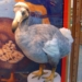 Burung Dodo: Kisah Tragis Burung yang Punah dari Pulau Mauritius
