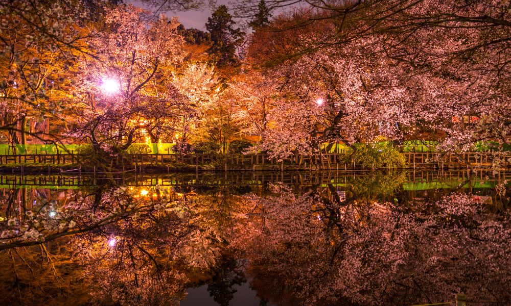Rekomendasi Tempat Terbaik Melihat Sakura di Jepang untuk Liburan Musim Semi