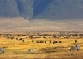 Ngorongoro Crater: Keajaiban Alam Tanzania yang Jadi Rumah bagi Satwa Liar