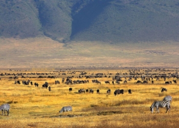 Ngorongoro Crater: Keajaiban Alam Tanzania yang Jadi Rumah bagi Satwa Liar