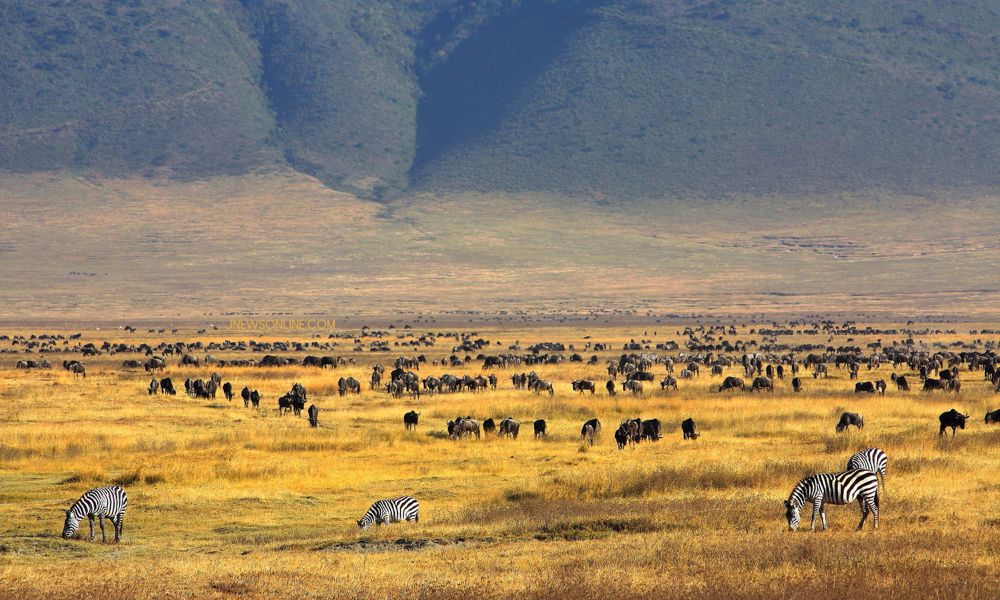 Ngorongoro Crater: Keajaiban Alam Tanzania yang Jadi Rumah bagi Satwa Liar