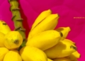 Pisang Lampung dan Beragam Penganan yang Bisa Diolah